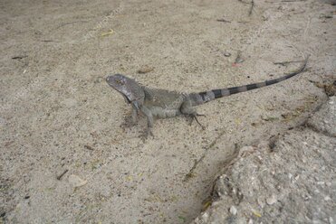 Escenario de premiación musical con luces y alfombra roja